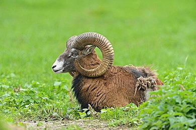 《非常普通的鹿》Xbox下载版预约开始！Steam版最新情报发表！